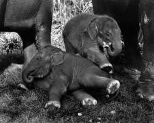 Babies at (Have Trunk Will Travel), Amos and Andy, CA 1998 (19371-21-5), Silver Gelatin Photograph
