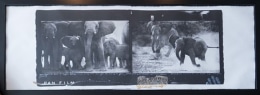 Cow Elephant Heard at Buffalo Springs, Kenya, 1960&nbsp;, Platinum Photograph with handprint and snakeskin