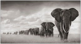 Elephants Walking Through Grass, Amboseli, 2008, Platinum Palladium Photograph, Ed. of 15