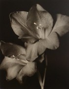 &quot;Two Glads&quot;, 1998 (TB# 588), 24 x 20 Toned Silver Gelatin Photograph, Ed. 25