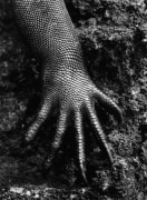 Marine Iguana, Genesis 2004, 20 x 16 inches, Silver Gelatin Photograph