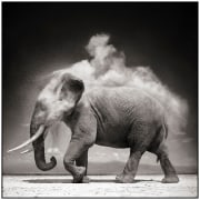 Elephant with Exploding Dust, Amboseli, 2004, &nbsp;