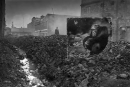Alleyway with Chimpanzee, 2014, Archival Pigment Print
