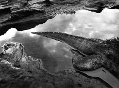 Marine Iguana (tail), Galapagos 2004, 16 x 20 inches, Silver Gelatin Photograph