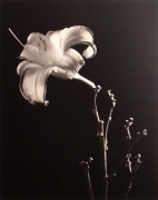 &quot;Daylily&quot;, 1998 (TB 581), 24 x 20 Toned Silver Gelatin Photograph, Ed. 25