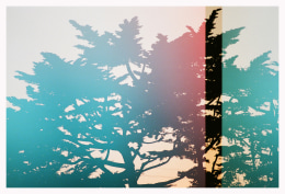 Cypress at Rincon, 2022, Archival Pigment Print