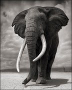 Nick Brandt, Portrait of Elephant on Bare Earth, Amboseli, 2010
