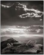 Cheetah &amp;amp; Cubs Lying on Rock, Serengeti, 2007, Platinum Palladium Print, Edition of 16