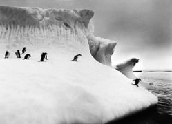 Penguins, Iceberg, Antarctica, 16 x 20 inches, Silver Gelatin Photograph