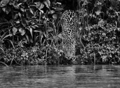 Jaguar, Tagoarira River, Encontro das &Aacute;guas National Park, Brazil 2011, 16 x 20 inches, Silver Gelatin Photograph
