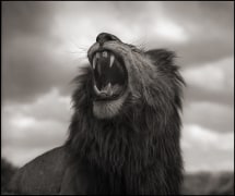 Lion Roar, Maasai Mara, 2012, Archival Pigment Print