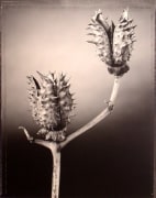 &quot;Pod with Thorns&quot;, 1999 (TB 664), 24 x 20 Toned Silver Gelatin Photograph, Ed. 25