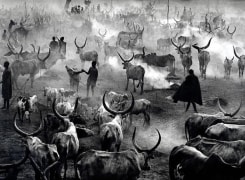 Dinka cattle camp of Amak at the end of the day when the herd is back in the camp for the night. This is the most active time in the camp, Southern Sudan 2006, 16 x 20 inches, Silver Gelatin Photograph