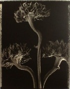 &quot;3 Dried Sunflowers&quot;, 1996 (TB# 504), 24 x 20 Toned Silver Gelatin Photograph, Ed. 25