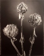 &quot;Aster&quot;, 1998 (TB 591), 24 x 20 Toned Silver Gelatin Photograph, Ed. 25