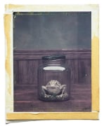 The Common Frog, NYC, 24 x 20 Archival Pigment Print, Ed. 15