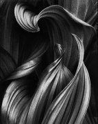 Dance of the Corn Lily, 1991, 20 x 16 inches, Silver Gelatin Photograph