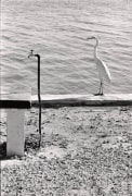 Florida Keys (Long Spigot and Bird), 1968, 20 x 16 Silver Gelatin Photograph