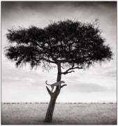 Cheetah in Tree, Maasai Mara, 2003, &nbsp;