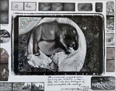 Elephant Embryo, Uganda, 1966, Silver Gelatin Photograph with Collage and Ink