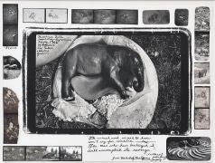 Peter Beard Elephant Embryo, Uganda, 1966