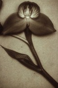 Red Orchid, 1999, 24-1/2 x 16-1/2 Fresson Print, Ed. 15