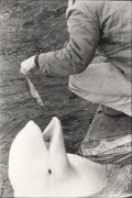 New York (Squatting Man Feeding Beluga Whale), 1963, 11 x 14 Silver Gelatin Photograph