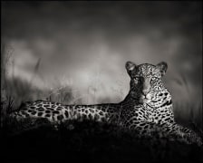 Nick Brandt Leopard Staring, Maasai Mara, 2010