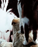 Fur, 2005/2019. Direct Cibachrome face mounted to Plexiglas on museum box,