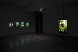 Installation view of Citizen's Forest by Park Chan-Kyong at Tina Kim Gallery, 2018
