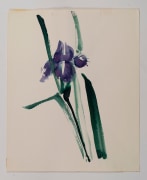 Untitled, from the Florals&nbsp;series, n.d., Watercolor on paper