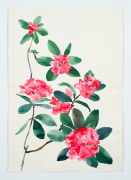 Rhododendron, from the Florals series, c. 1984, Watercolor on paper