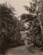 Peradeniya Gardens, Ceylon, ca. 1870&#039;s