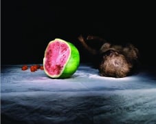 Wombat and watermelon, 2005