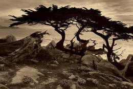 Monterey Cypress, Sepia toned gelatin silver print,  5 x 7  inches