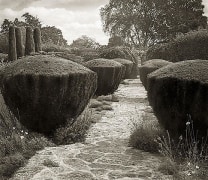Topiary, Barnsley House, from the series In the Garden, 2003, platinum print, 16 x 18 1/2 inches