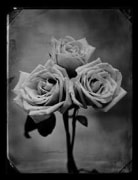 Roses gelatin silver print