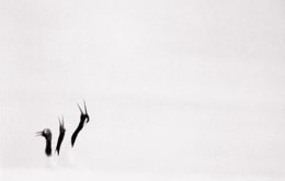 Red Crowned Crane #10, Hokkaido, Japan, 2002