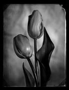 Tulips, 2002 gelatin silver print
