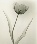 Tulip 1931 vintage gelatin silver print