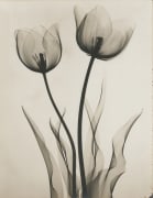 Tulips: An X-ray, 1931