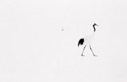 Red Crowned Crane #16, Hokkaido, Japan, 2004