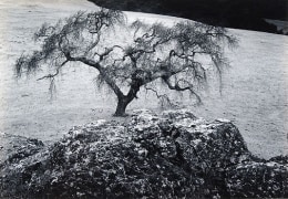 Oak Tree and Rock, Black Hawk Ranch, CA, 1954, From Portfolio Two, Published 1968