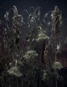 Daucus Carota II, 2002