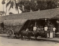 Bullock Cart, ca. 1870&#039;s