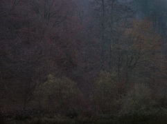 #6652, from the series Wald