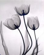 Tulips 1931 vintage gelatin silver print