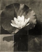Water Lily, from the series &quot;Reconstructions,&quot;platinum palladium print on handmade Japanese gampi, sewn on Japanese washi