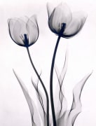 Tulips 1930 vintage gelatin silver print