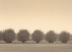Winter Orchard sepia toned gelatin silver print
